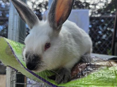 purebred californian rabbits