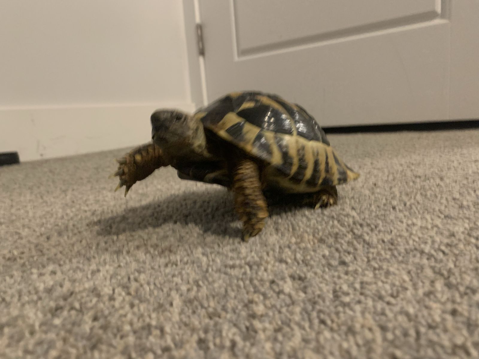 Hermanns tortoise