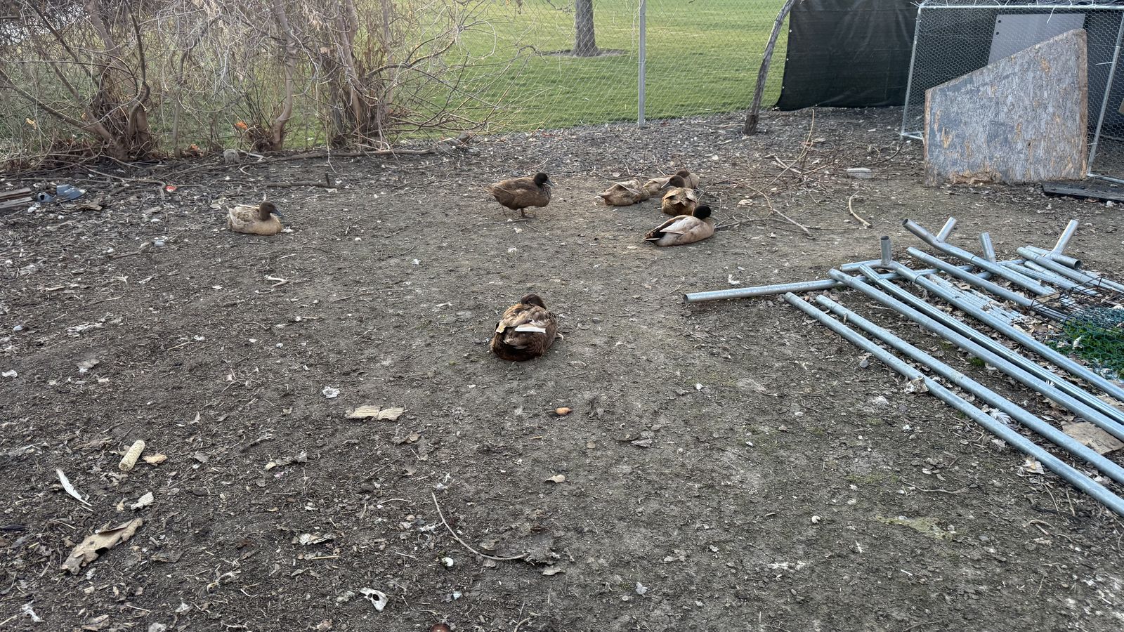 Six female Ducks, One Drake