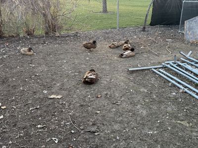 Six female Ducks, One Drake