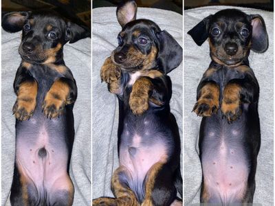 Dachshund