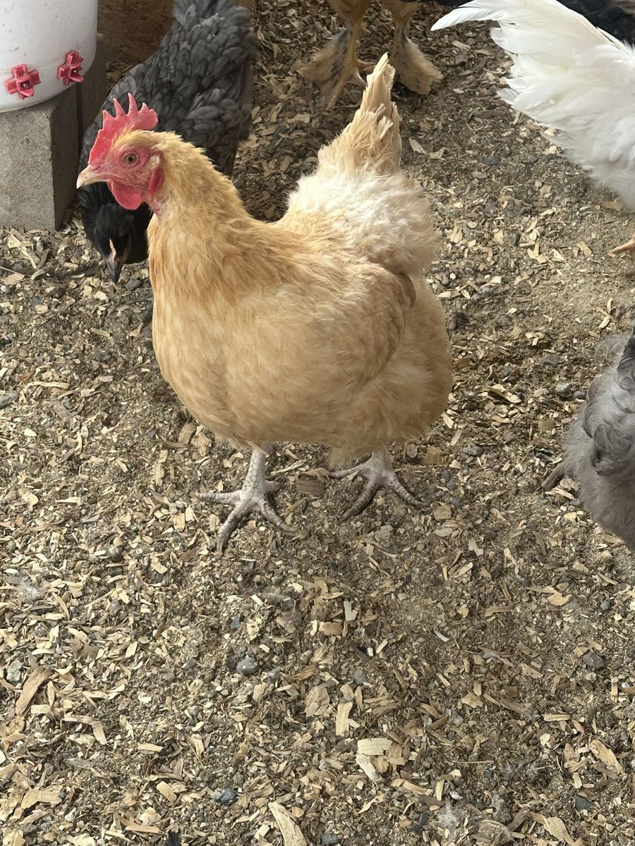 Laying hens