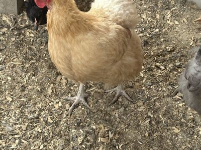 Laying hens