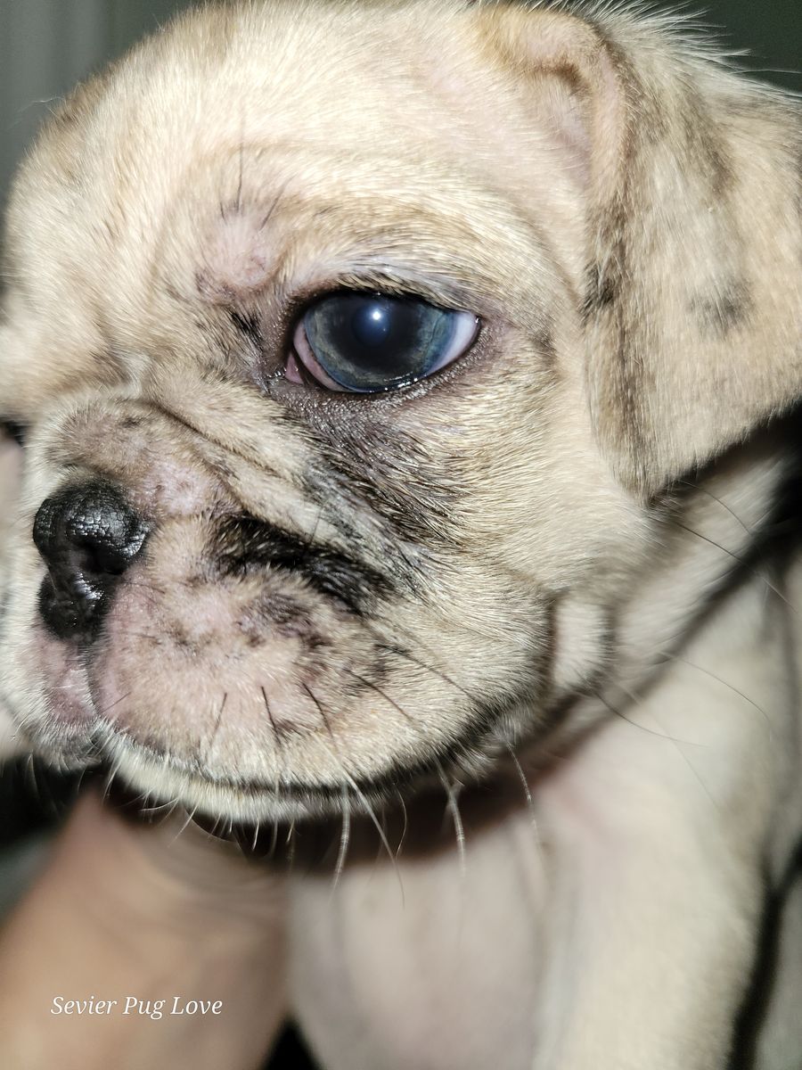 Stunning Creme Merle Pug Puppy