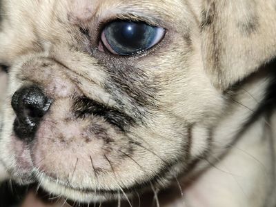 Stunning Creme Merle Pug Puppy