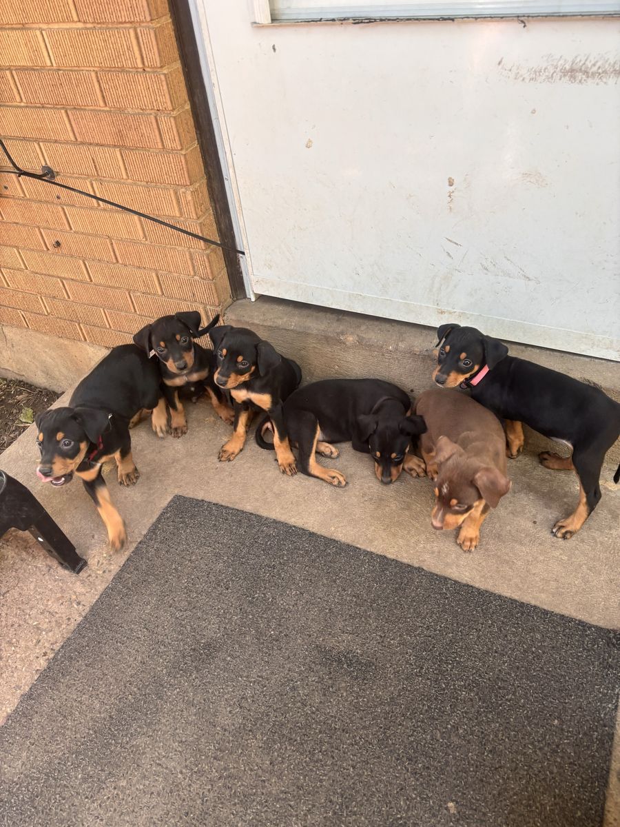 Doberman puppies for sale