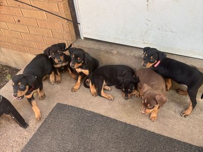 Doberman puppies for sale