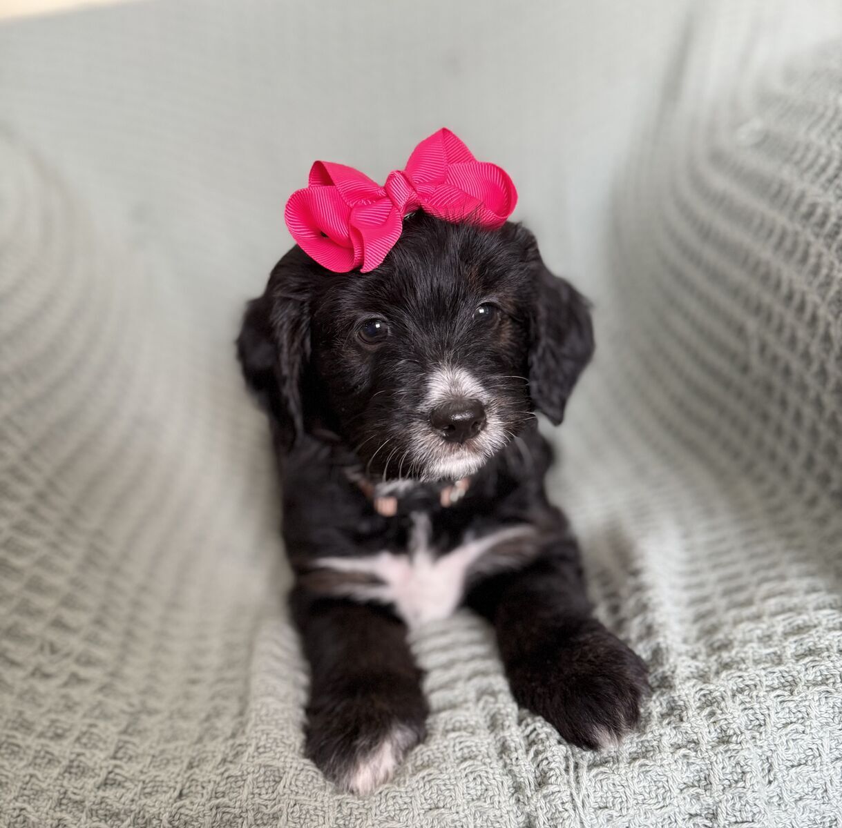 The sweetest Mini Golden Aussiedoodle girls
