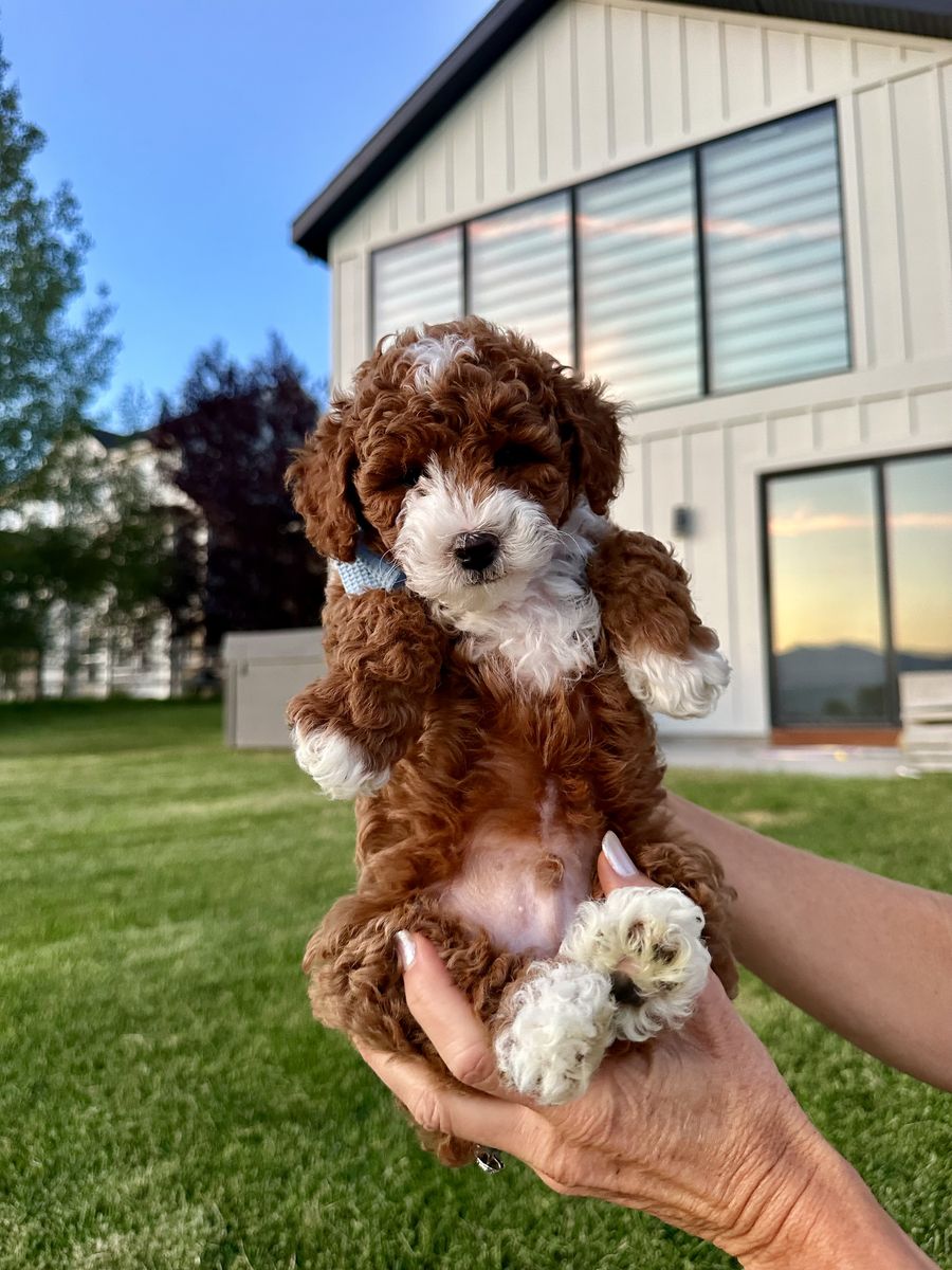 AKC micro Toy poodles