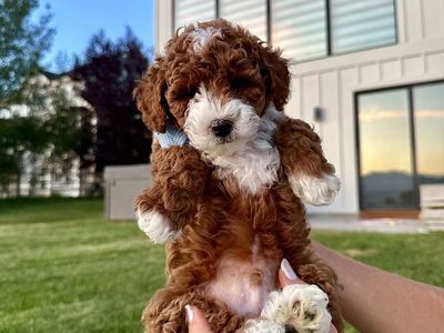 AKC micro Toy poodles