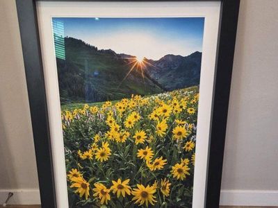 Beautiful Sunflower Framed Picture
