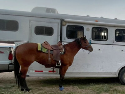 6 year old race bred mare