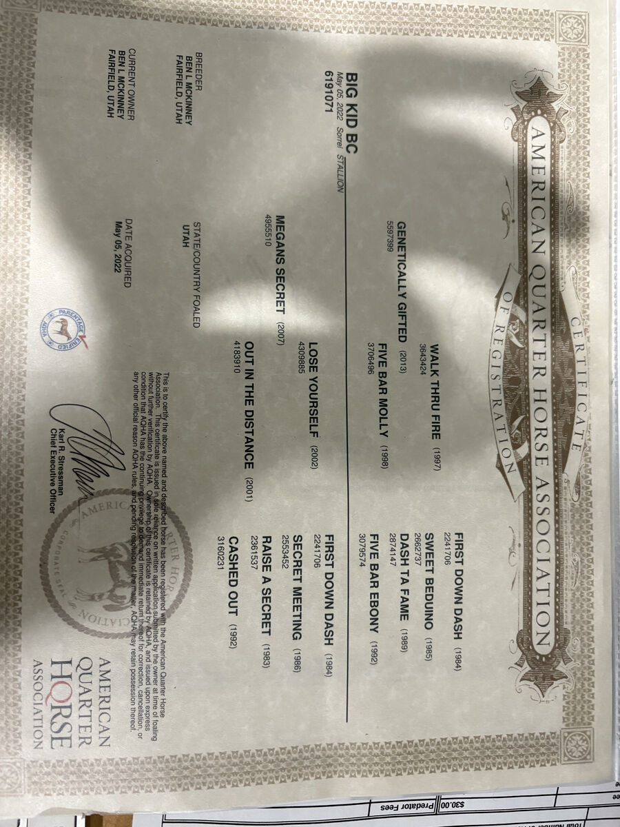 Biggie – 3-Year-Old AQHA Gelding – Started Prospect