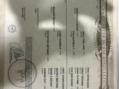 Biggie – 3-Year-Old AQHA Gelding – Started Prospect