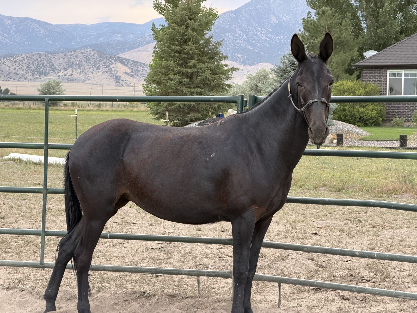 5-ish year old molly mule $5,000 OBO *please read ad*