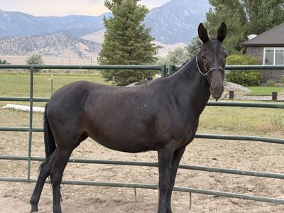 5-ish year old molly mule $5,000 OBO *please read ad*