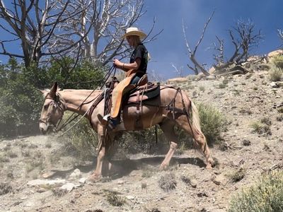 Gaited Mule