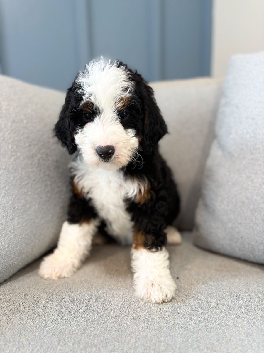 Female Mini Bernedoodle- Trained! Therapy + Family