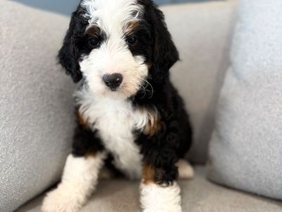Female Mini Bernedoodle- Trained! Therapy + Family