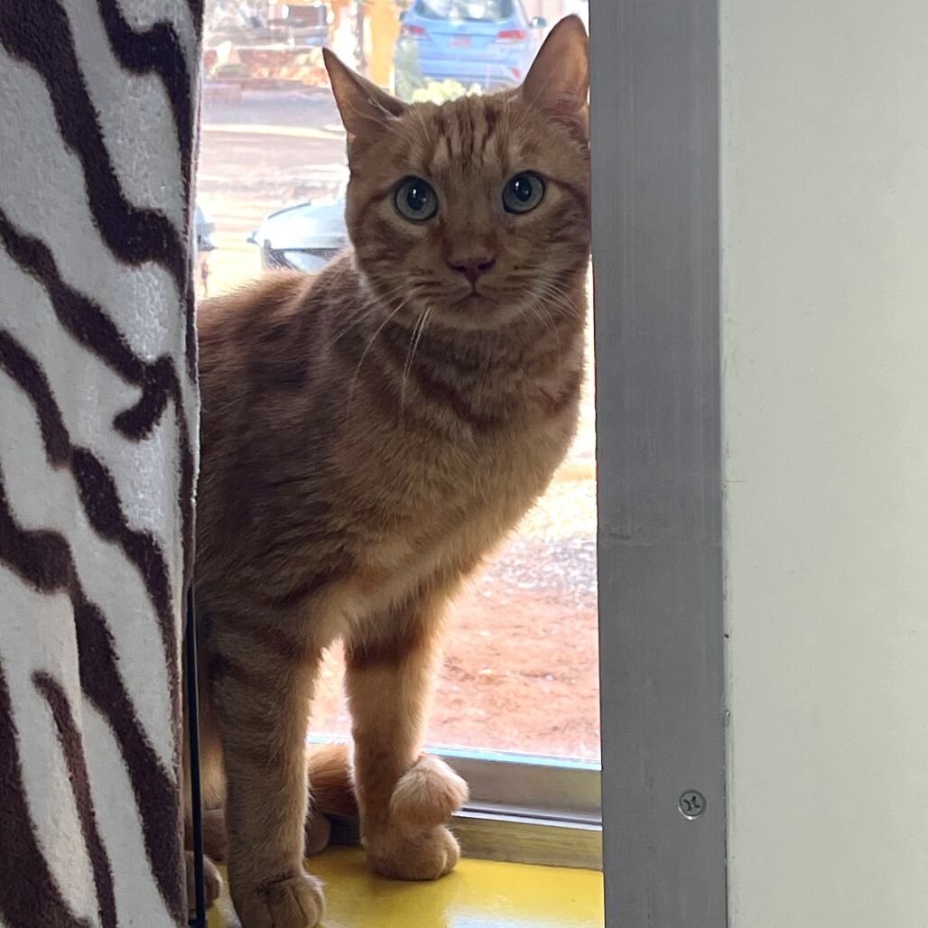 Hello my name is Ube