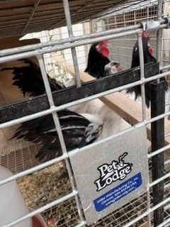 Rare breed Lakenvelder roosters hatched in March