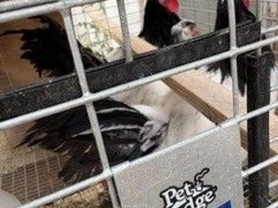 Rare breed Lakenvelder roosters hatched in March