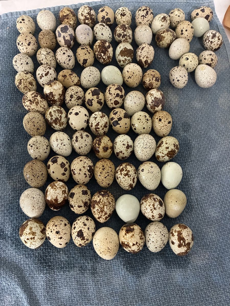 Coturnix Quail Eggs