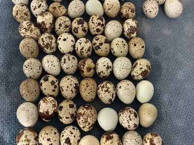 Coturnix Quail Eggs