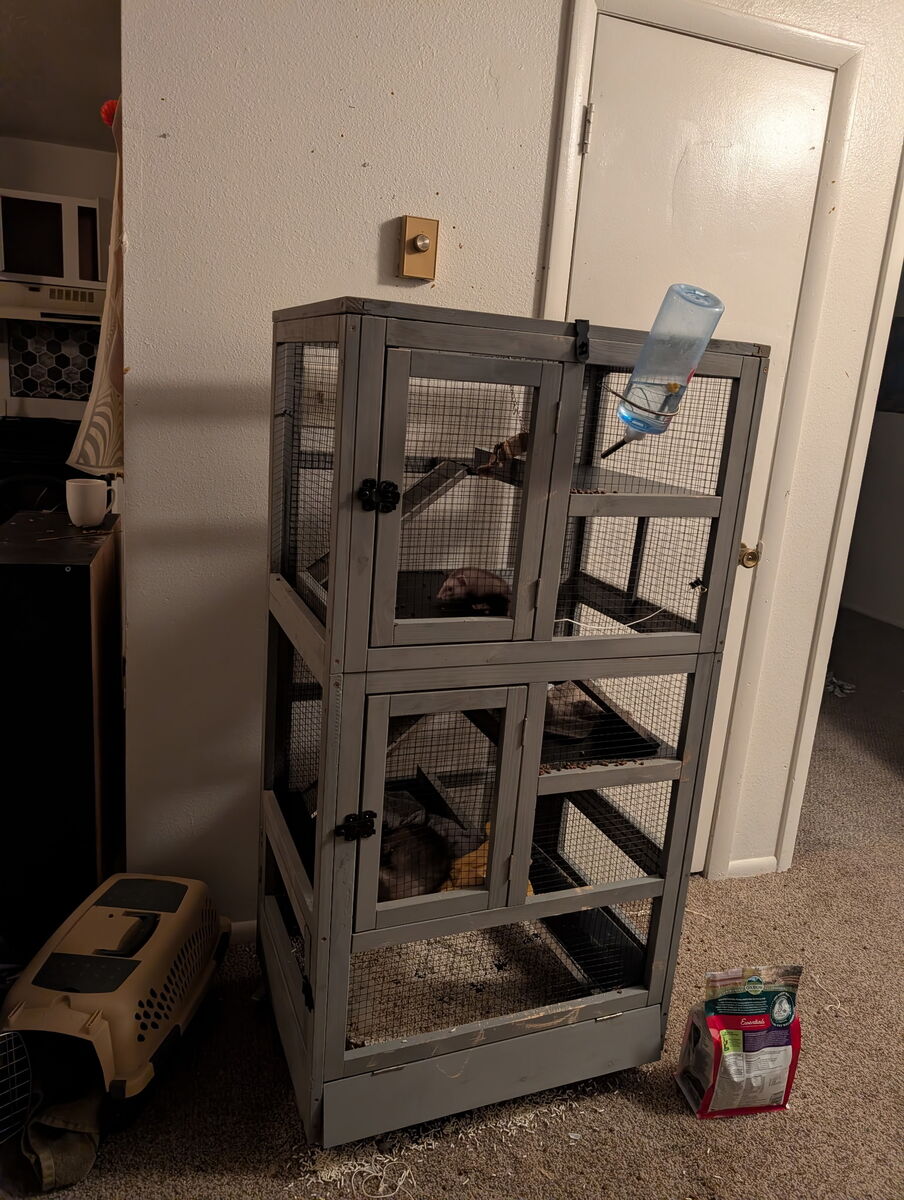 2 young ferrets w/enclosure