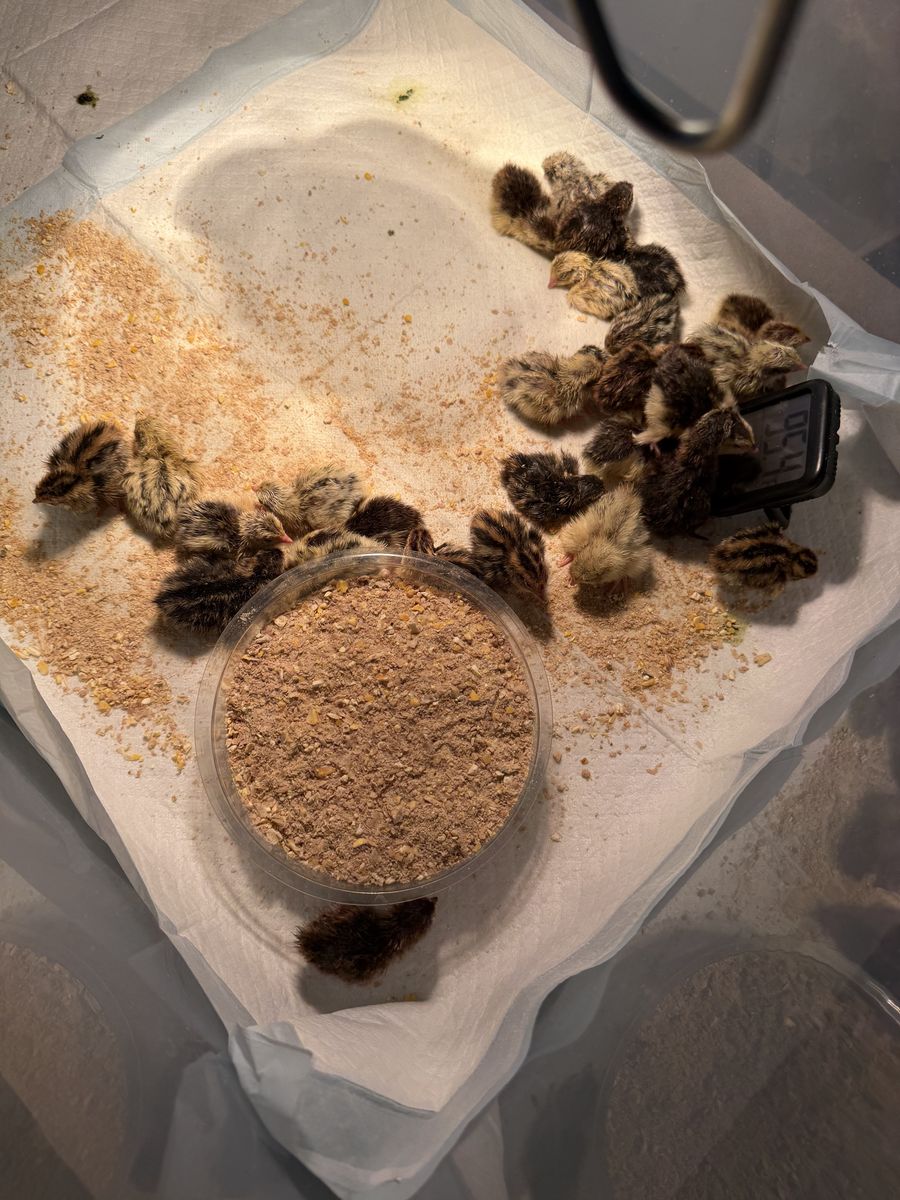 Quail Chicks