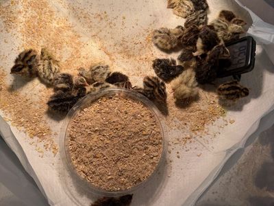 Quail Chicks
