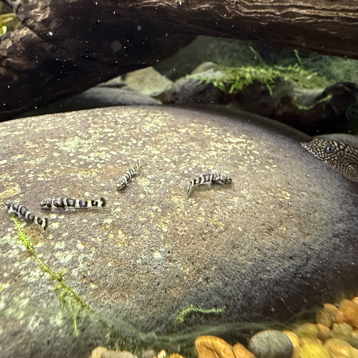 Hillstream Loach