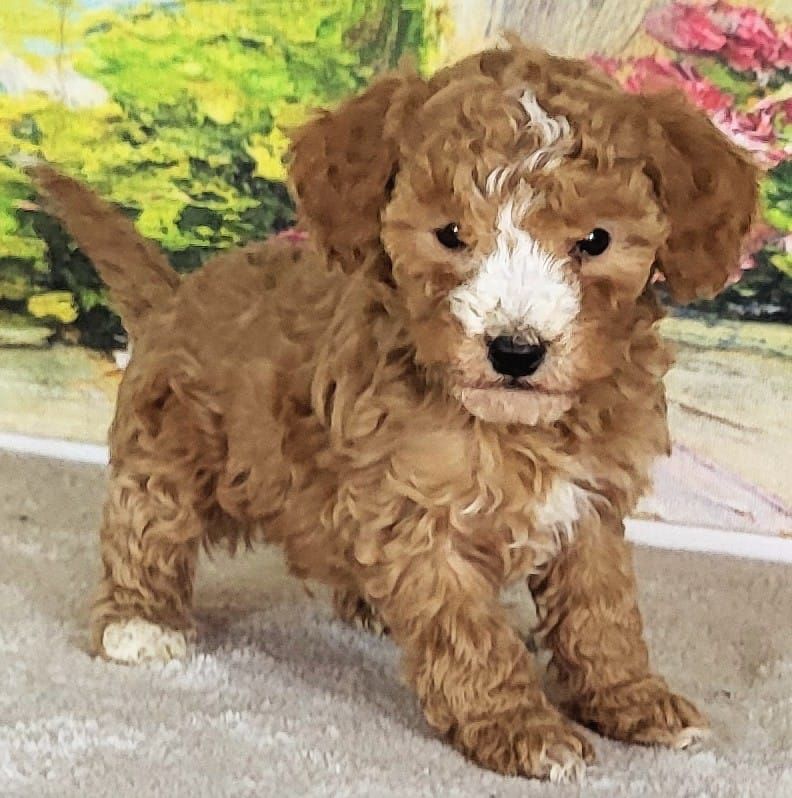 Micro Bernedoodle Boy Metis – $1800