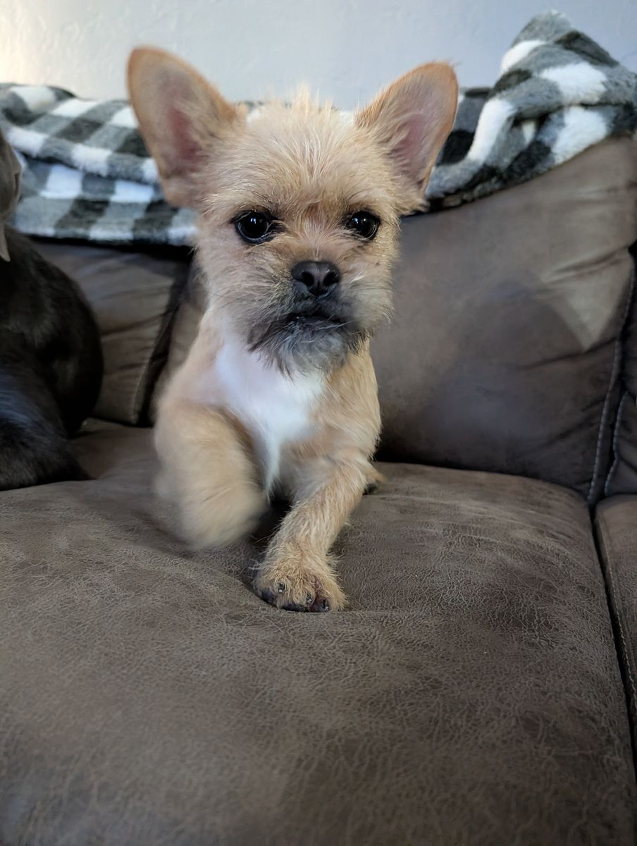 Frenchie Maltese mix