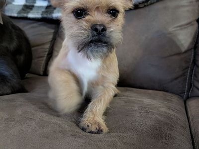 Frenchie Maltese mix