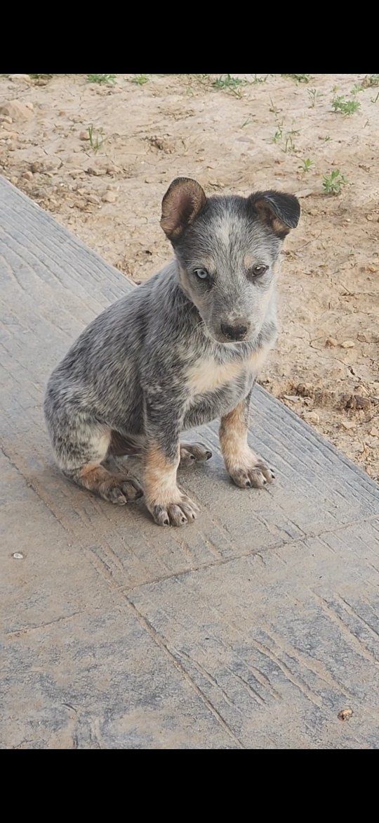 Australian Cattle Dog pups (heeler) ONLY 2 LEFT