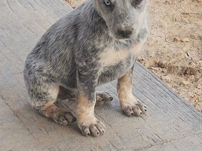 Australian Cattle Dog pups (heeler) ONLY 2 LEFT