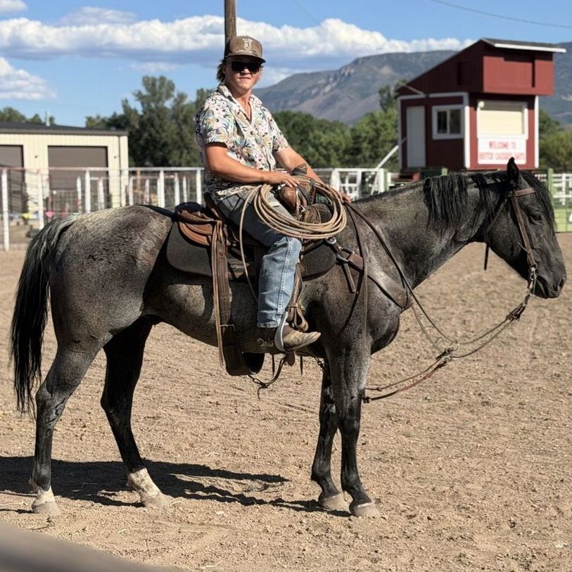 6 year old registered blue roan gelding