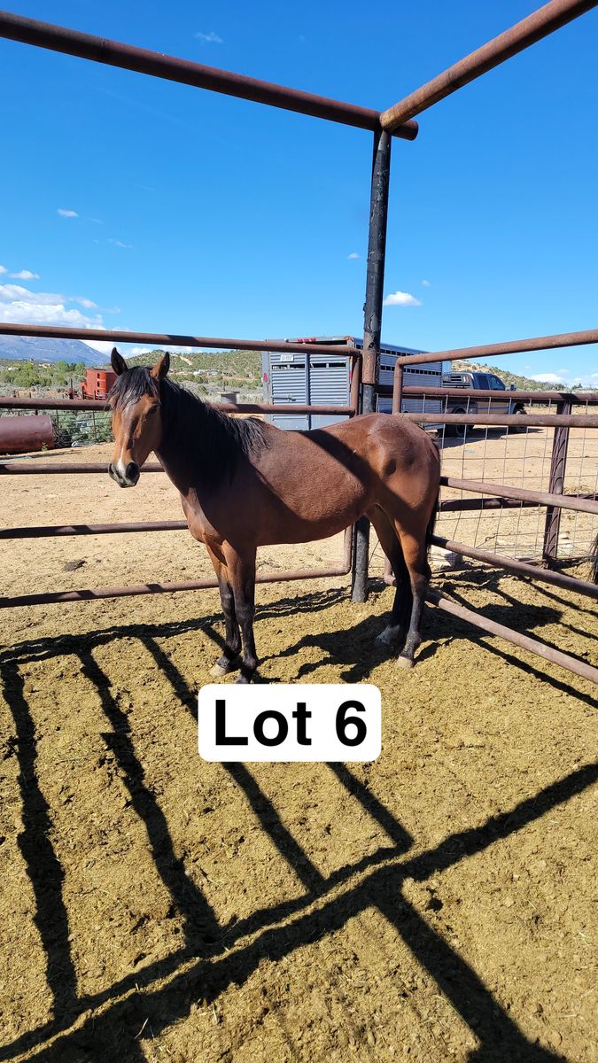 Registered mare