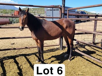 Registered mare