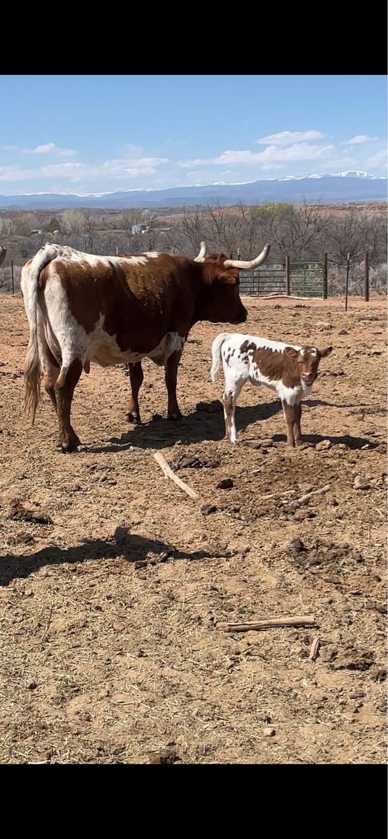 7 Corriente Cows - Pairs, Yearlings, Calves