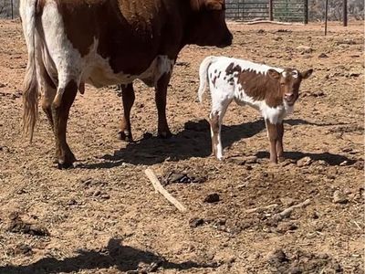 7 Corriente Cows - Pairs, Yearlings, Calves