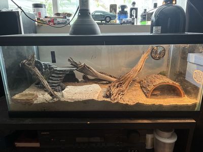 Leopard gecko