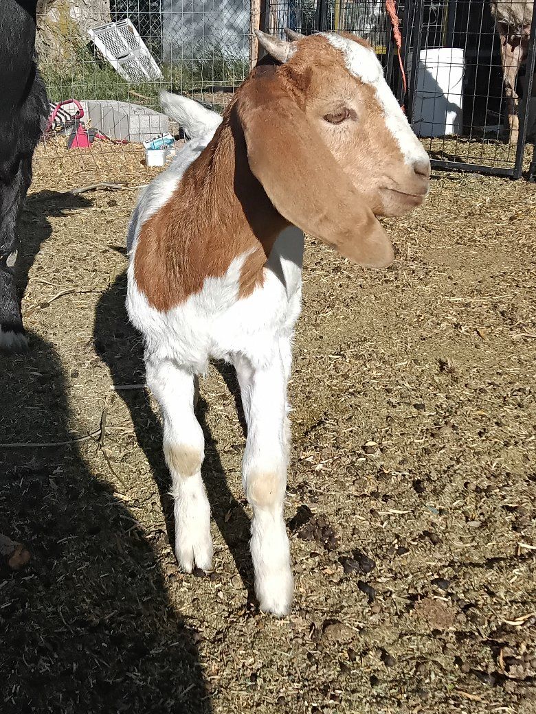 ABGA Fullblood boer buckling
