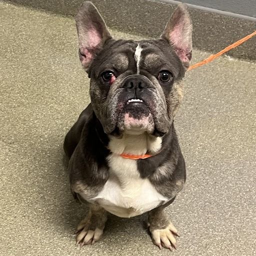 Hello my name is Panache