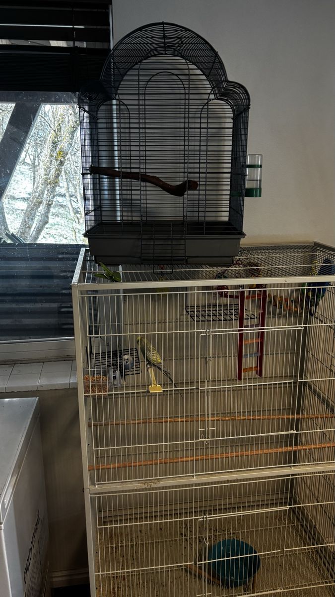 Parakeets, travel cage, large cage and bungees