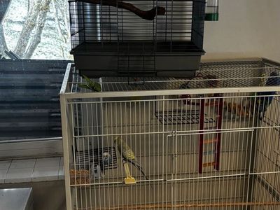 Parakeets, travel cage, large cage and bungees