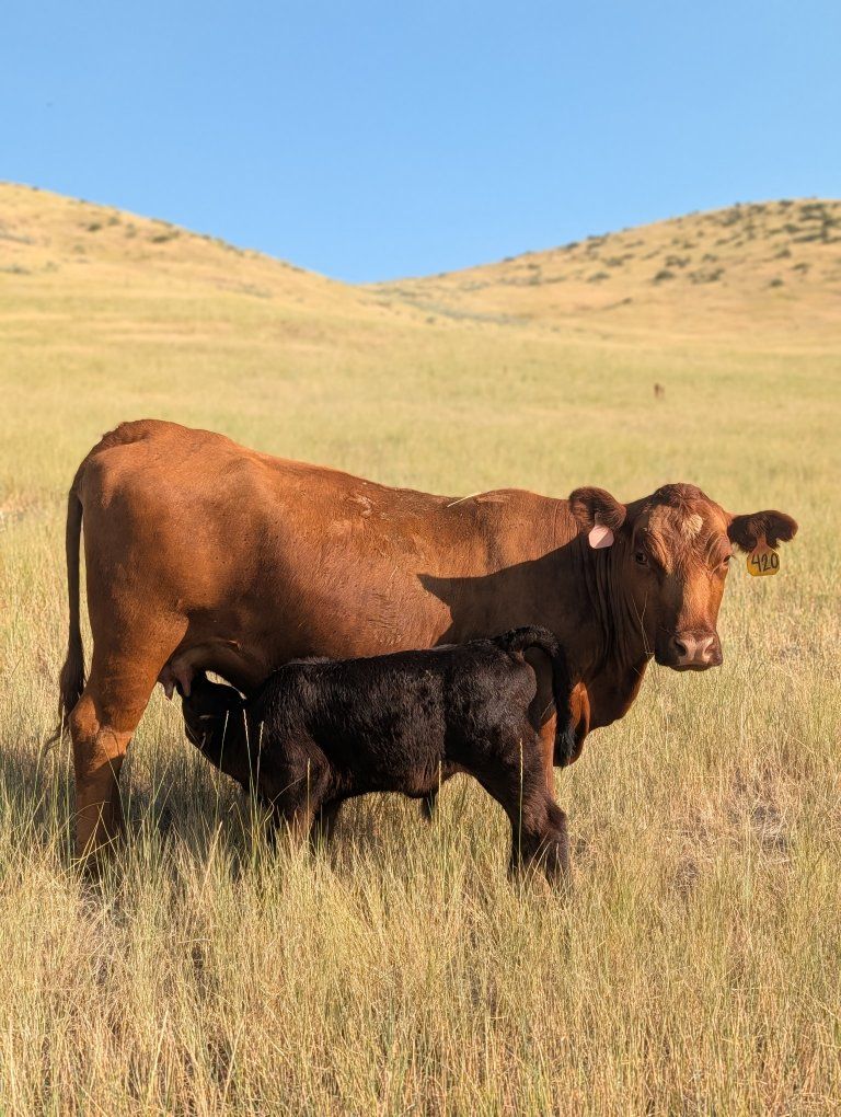 Bull