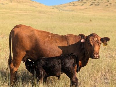 Bull