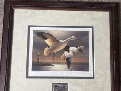 Ducks unlimited photo